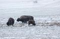 Buffalo_in_the_Frost