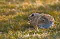 Cotton_Tail_Rabbit