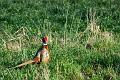 Courting_Pheasant