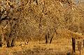 Deer-in-Bennett-Creekbed