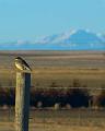 Meadow_Lark_posing_in_front_of_Pikes_Peak