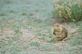 Munching_Prairie_Dog