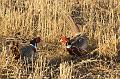 Pheasant_Encounter