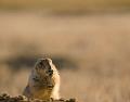 The_Bull_Prairie_Dog_of_Byers