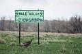 Turkey_in_Mule_Gulch