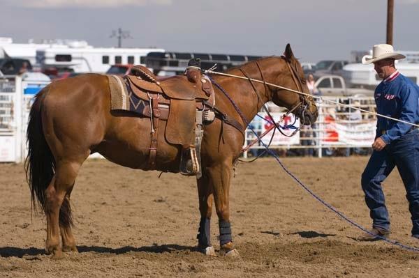 Calf_Roping_Boredom.jpg