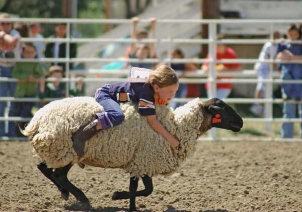 Champion_Mutton_Buster_at_Deer_Trail.jpg