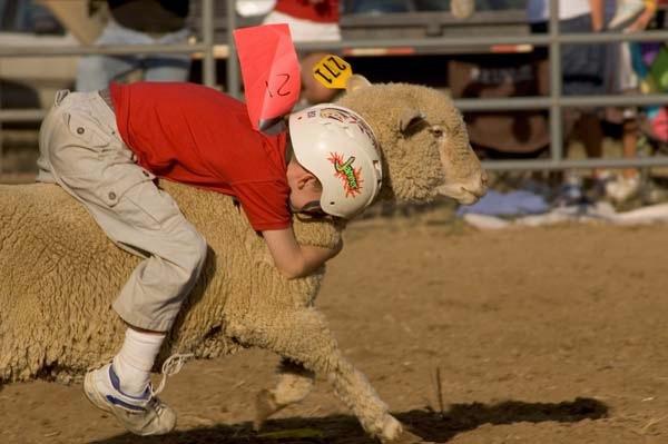 Mutton_Busting_Red_Shirt.jpg