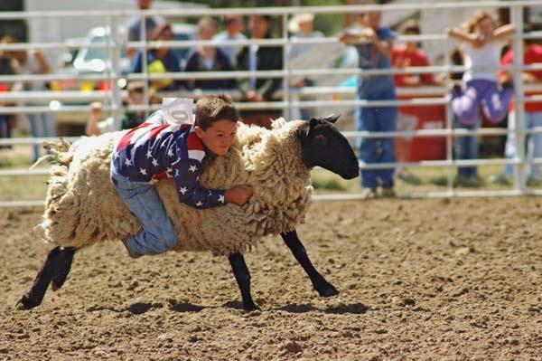 Mutton_Busting_at_Deer_Trail_1.jpg