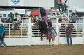 Bull_Ballet