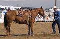 Calf_Roping_Boredom
