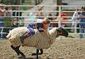 Champion_Mutton_Buster_at_Deer_Trail