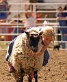 Head_on_into_Mutton_Busting