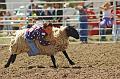 Mutton_Busting_at_Deer_Trail_1