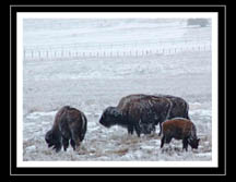 2006 Landscapes-allsmall size_Page_06