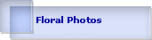 Floral Photos