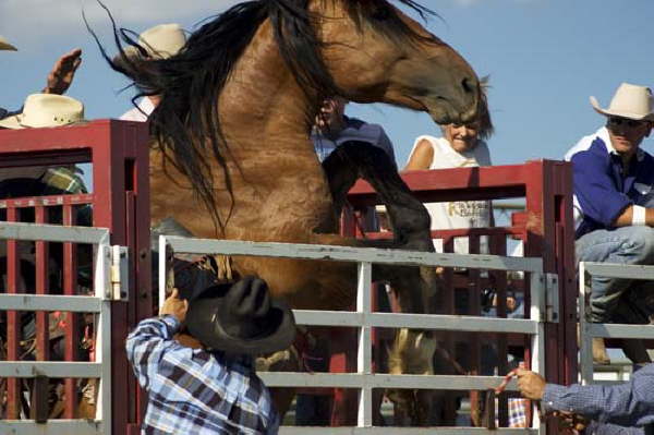 Bronc Busting Homtown Days 8-8-04