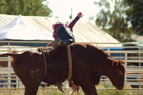 Bull Riding at Deer Trail 9-5-04