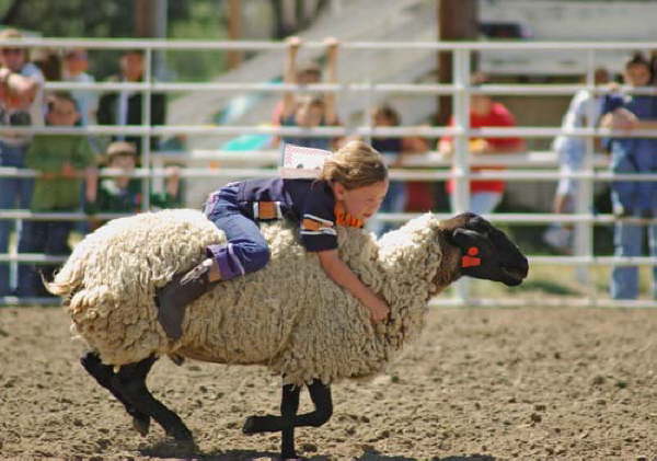 Champion Mutton Buster at Deer Trail 9-5-04