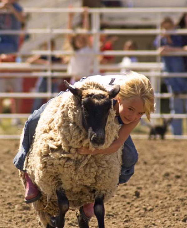 Head on into Mutton Busting