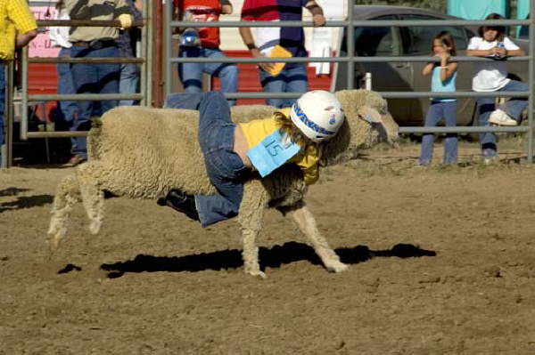 Mutton Busting at Strasburg Hometown Days